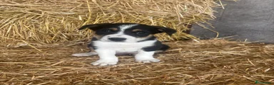 Border Collie Puppy 2