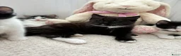 British Longhair cats for sale: 6 stunning kittens - Advert 16