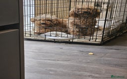 Toy Poodle dogs for sale: ONLY BOY LEFT NOW  - Image 5