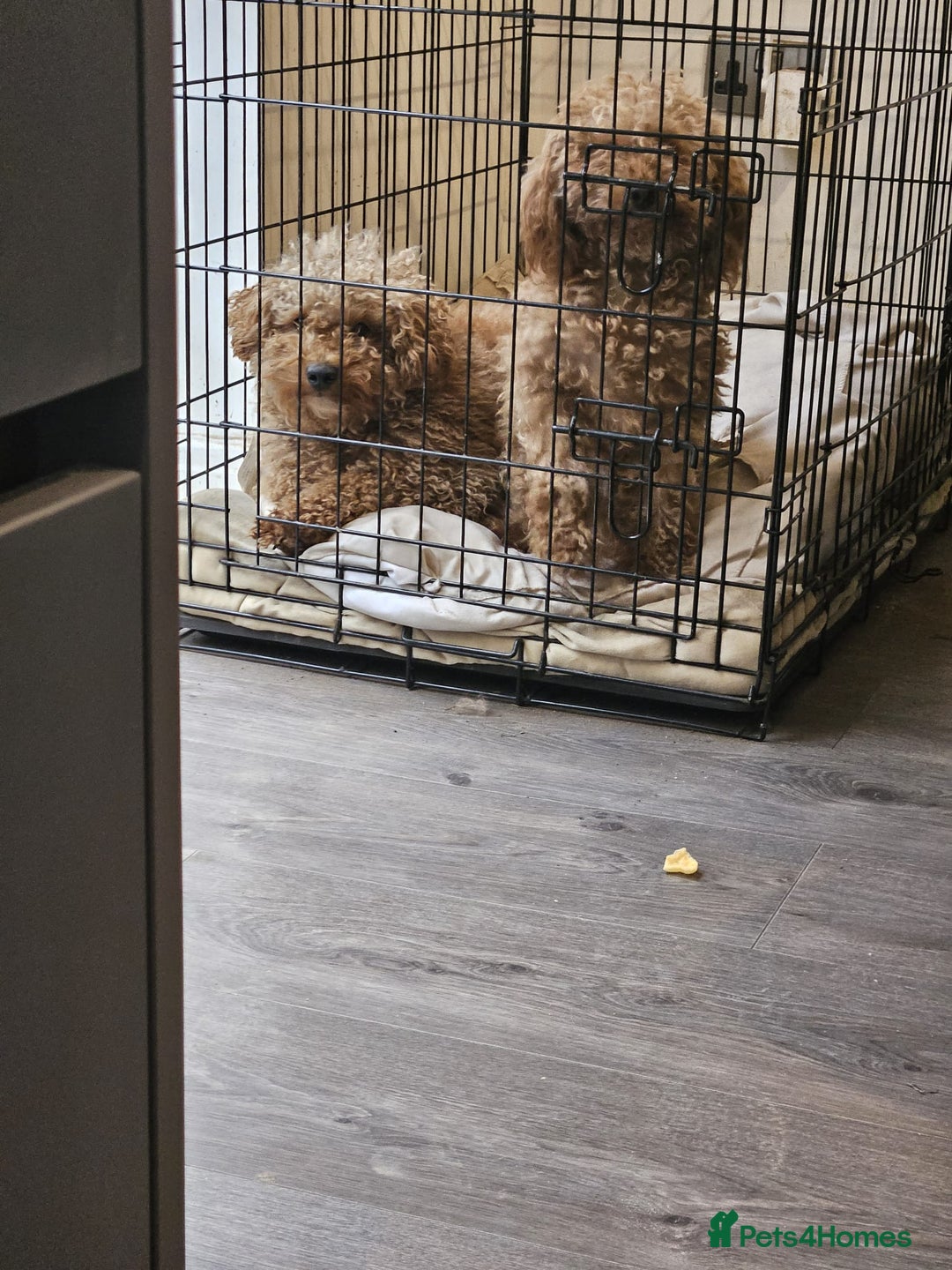 Toy Poodle dogs for sale: ONLY BOY LEFT NOW  - Image 5