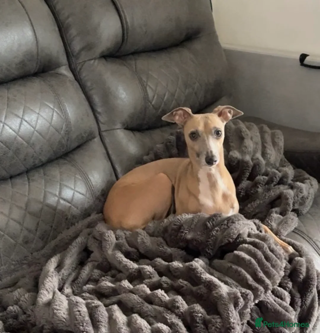 Italian Greyhound dogs for sale: Italian greyhounds  - Advert 8