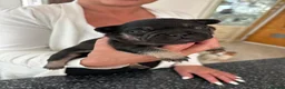French Bulldog dogs for sale: Stunning French bulldogs  - Advert 23