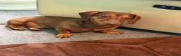 Miniature Dachshund dogs for sale: Miniature dachshunds  for sale  - Advert 2