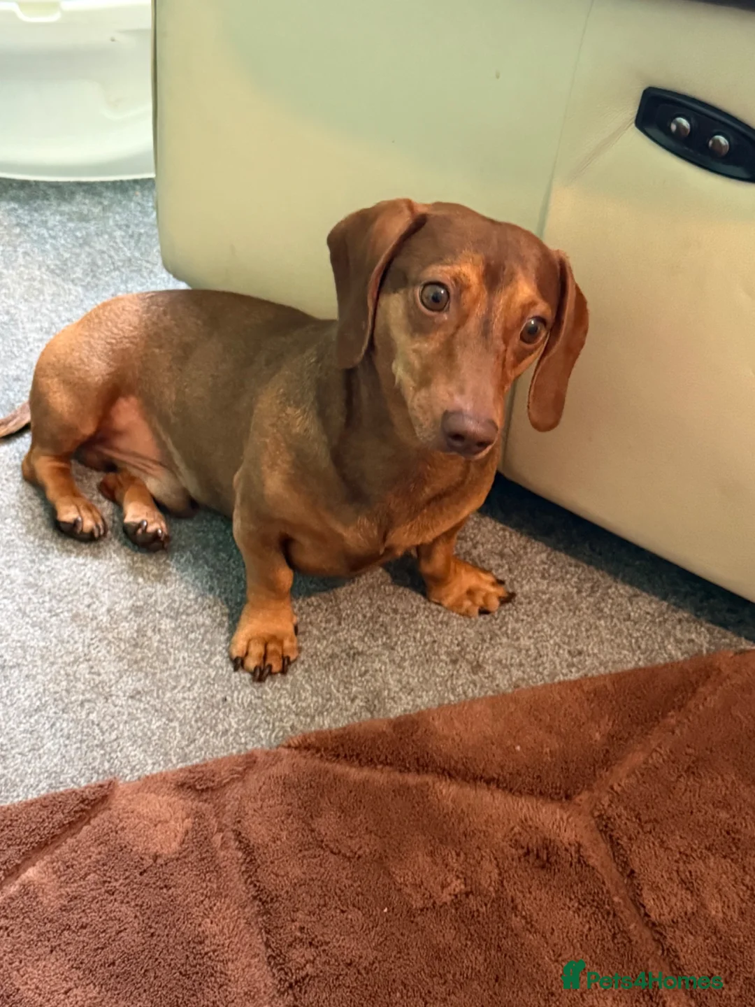 Miniature Dachshund dogs for sale: Miniature dachshunds  for sale  - Advert 2