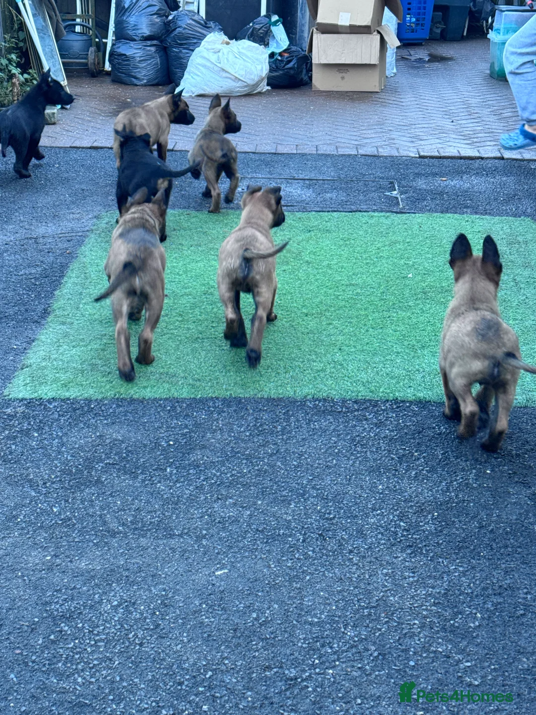 Belgian Shepherd Dog dogs for sale: Belgium Shepherd - Advert 6