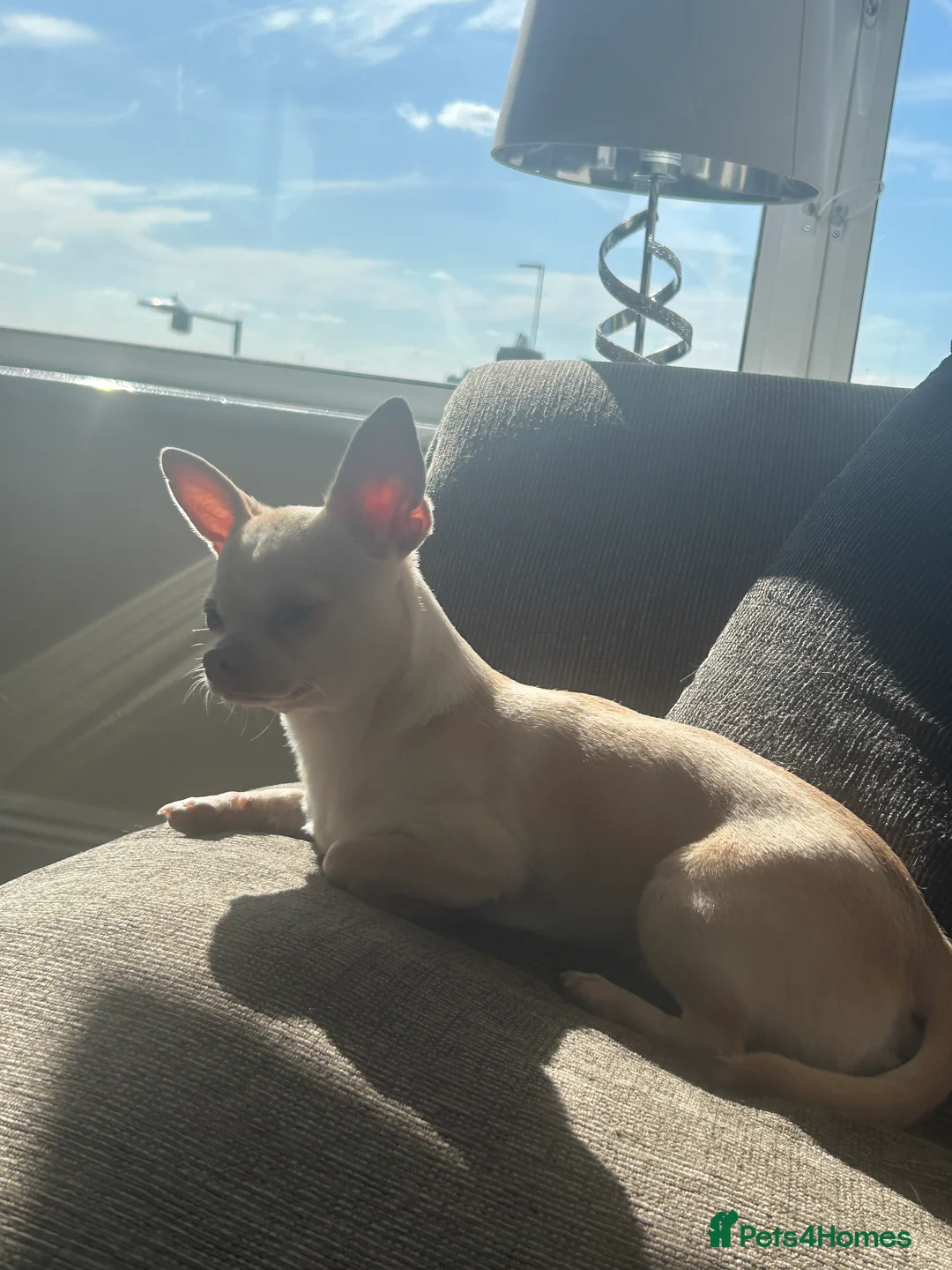 Chihuahua dogs for stud: *STUD NOT SALE* - Advert 2