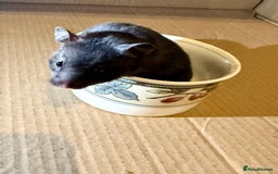 Hamster rodents for sale: Baby hamsters for sale - Image 3