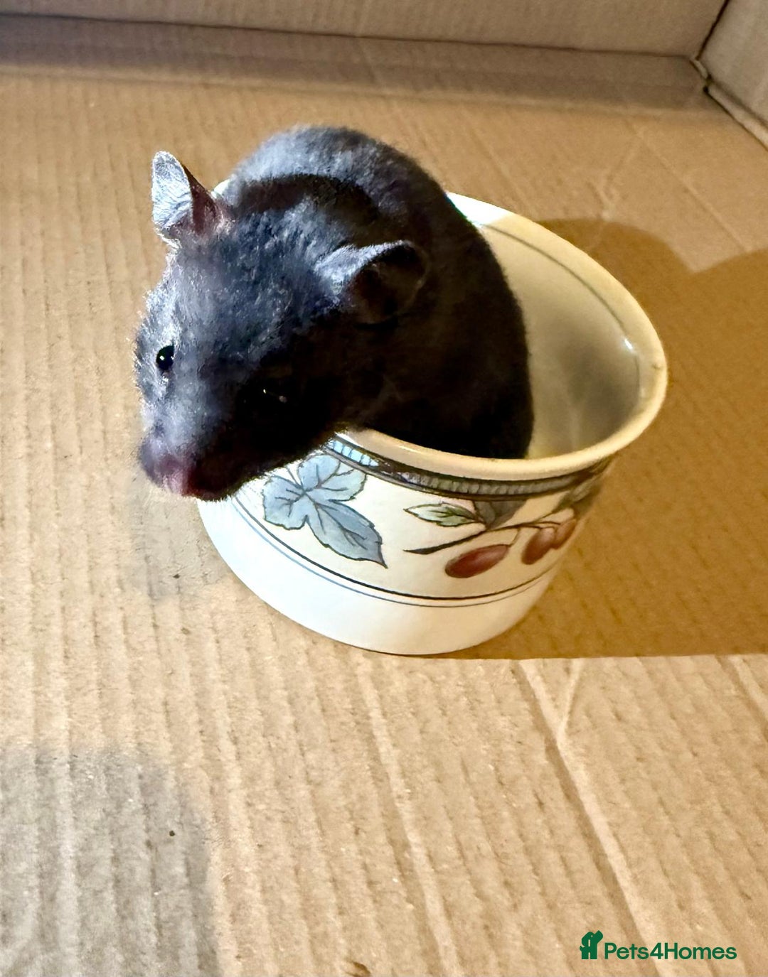 Hamster rodents for sale: Baby hamsters for sale - Image 3