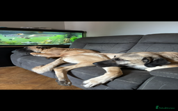Anatolian Shepherd dogs for sale: 10.5 month old Anatolian mix kangal with a tin - Image 4