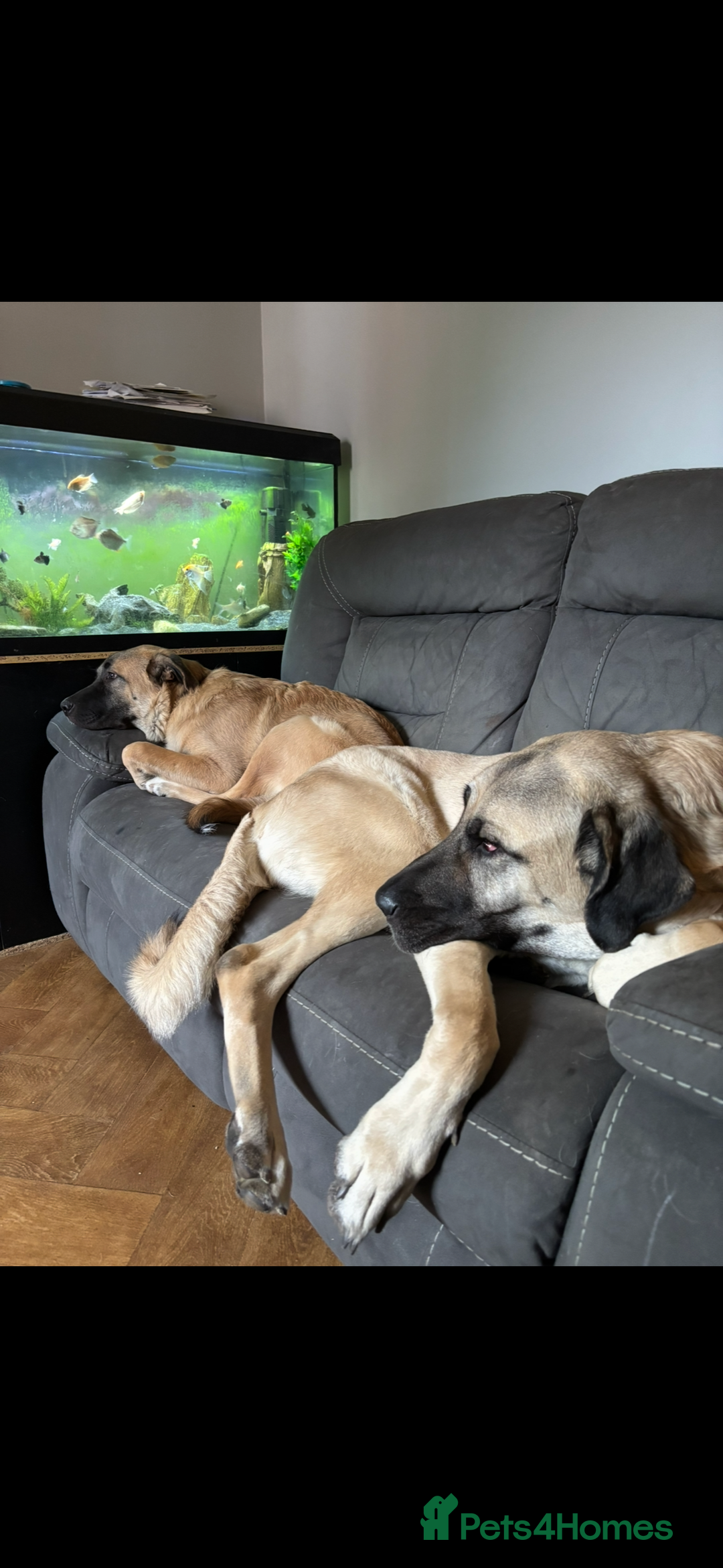 Anatolian Shepherd dogs for sale: 10.5 month old Anatolian mix kangal with a tin - Image 4