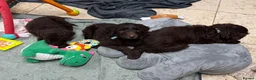 Goldendoodle dogs for sale: Standard F1bb Goldendoodles - three females only  in Ramsgate - Advert 5