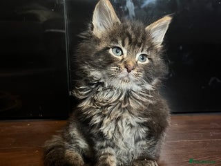 Maine Coon cats Stunning Maincoon kittens boy and girl - Advert 1