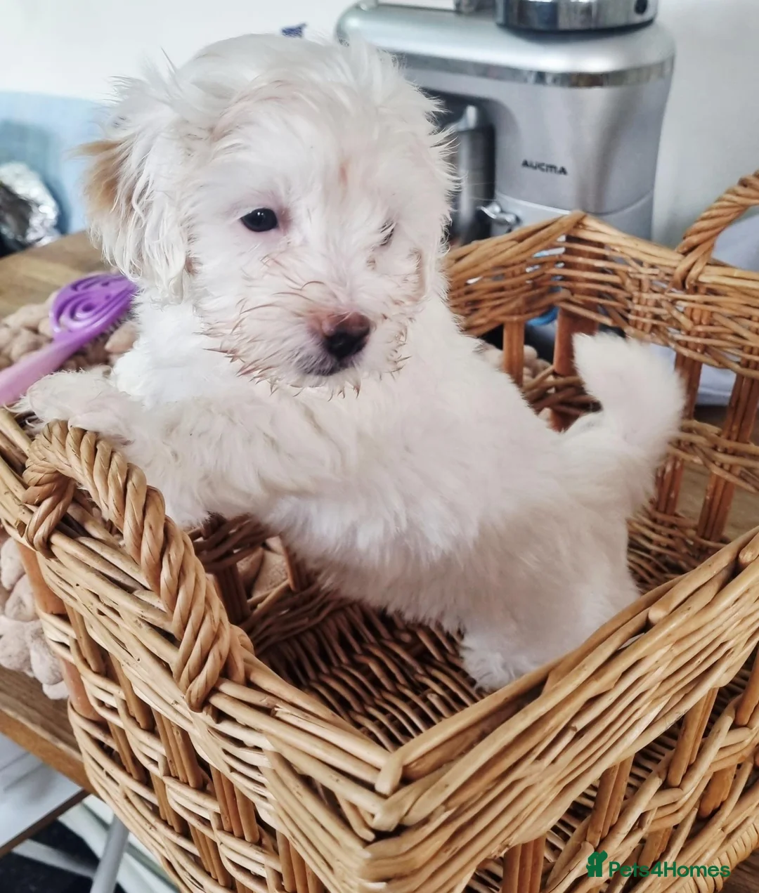 Maltipoo dogs for sale: Maltipoo's  in Romford - Advert 2