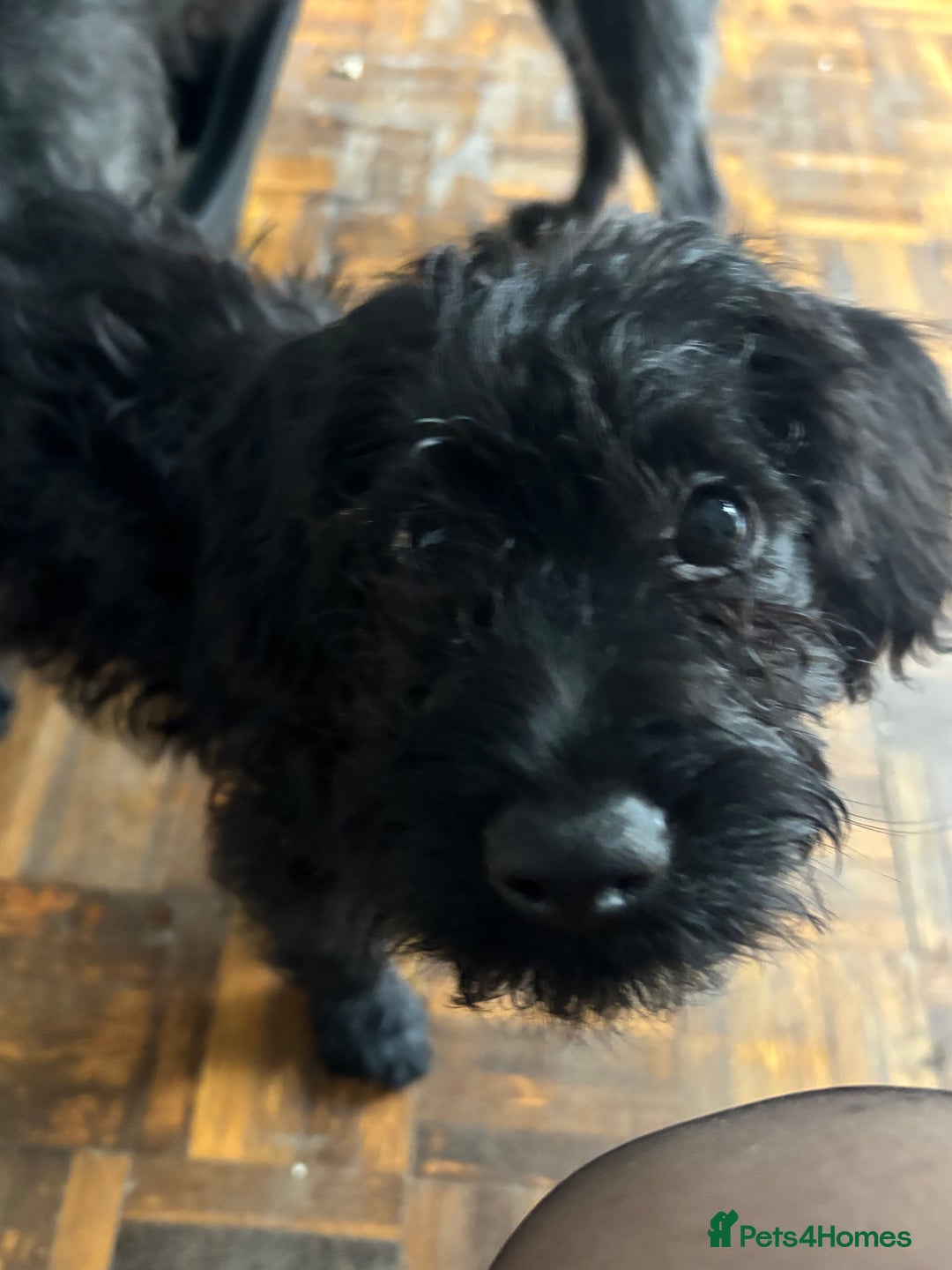 Mixed Breed dogs for sale: 1 Girl and 2 Boys mini labradoodles puppy’s left - Advert 21