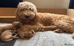 Double Doodle dogs for sale: 10 beautiful double doodles born on 24/08/2025 - Image 1