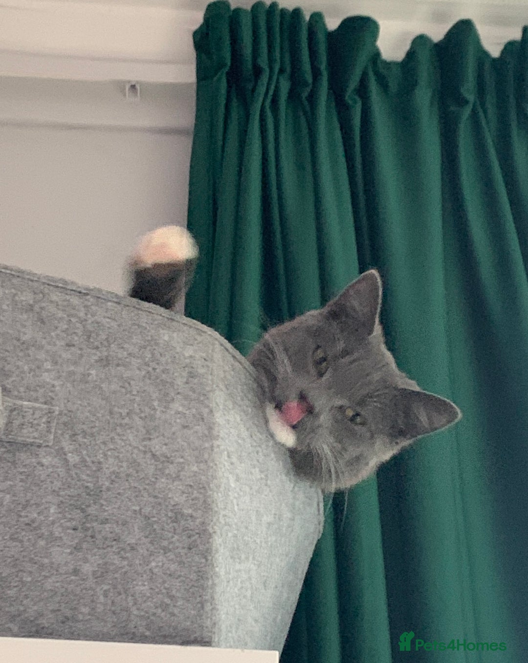 Mixed Breed cats for sale: Harness-trained cat looking for new home - Advert 1