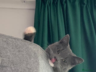 Mixed Breed cats Harness-trained cat looking for new home - Advert 11