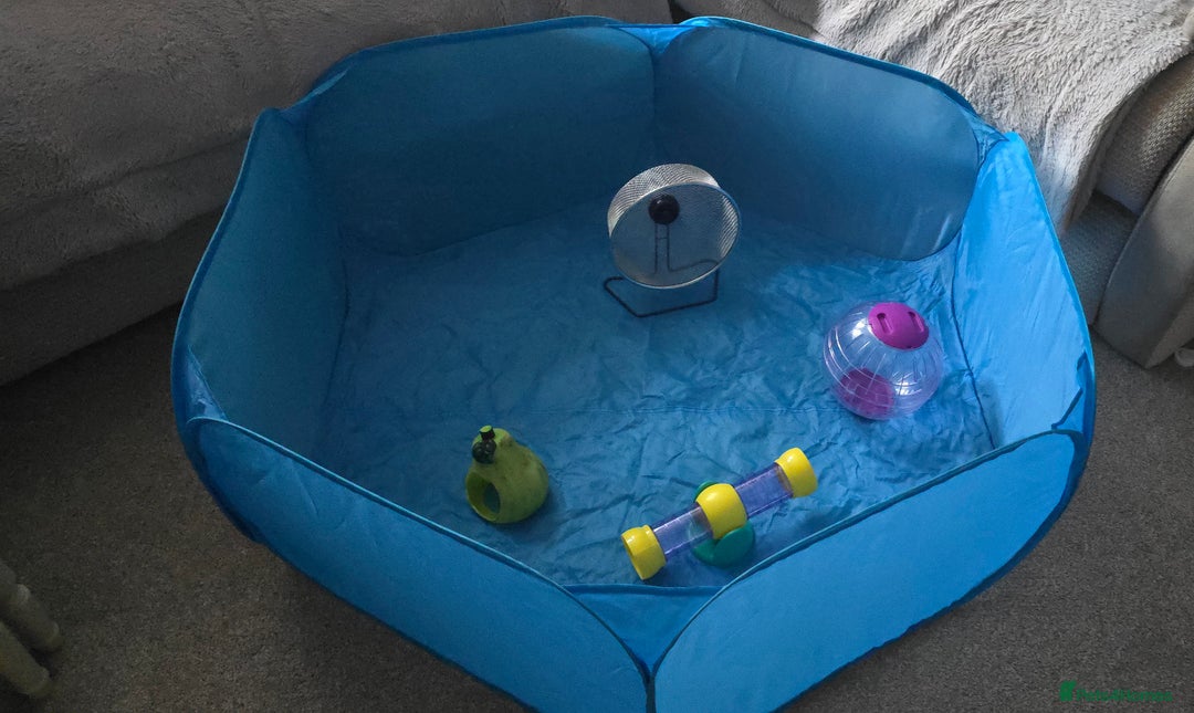 Hamster rodents for sale: Syrian female hamster no offers - Image 6