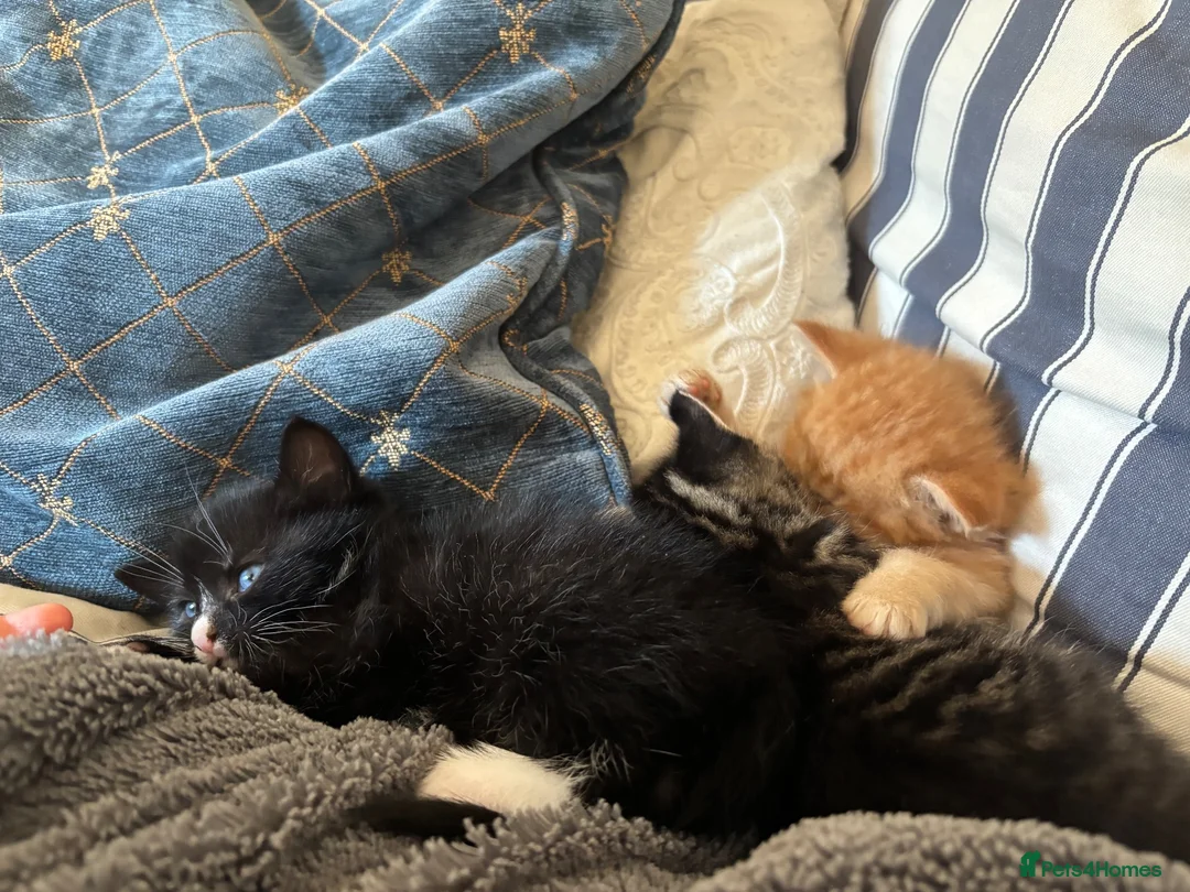 Mixed Breed cats for sale: Tuxedo black & white kitten  - Advert 1