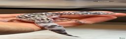 Leopard Gecko reptiles for sale: Leopard Gecko  - Advert 3
