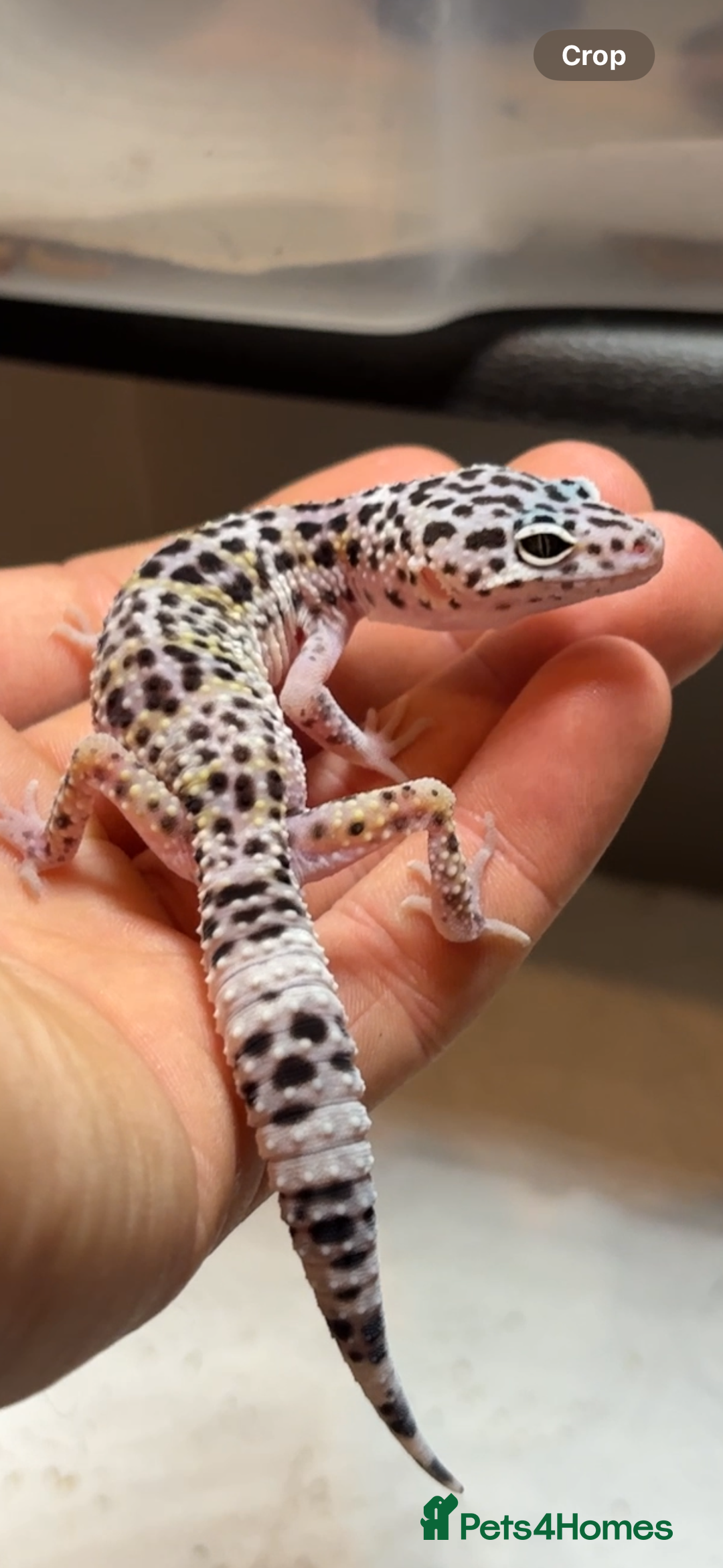 Leopard Gecko reptiles for sale: Leopard Gecko  - Advert 3