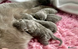 British Longhair cats for sale: British Blue Boys Available x 3 - Image 4
