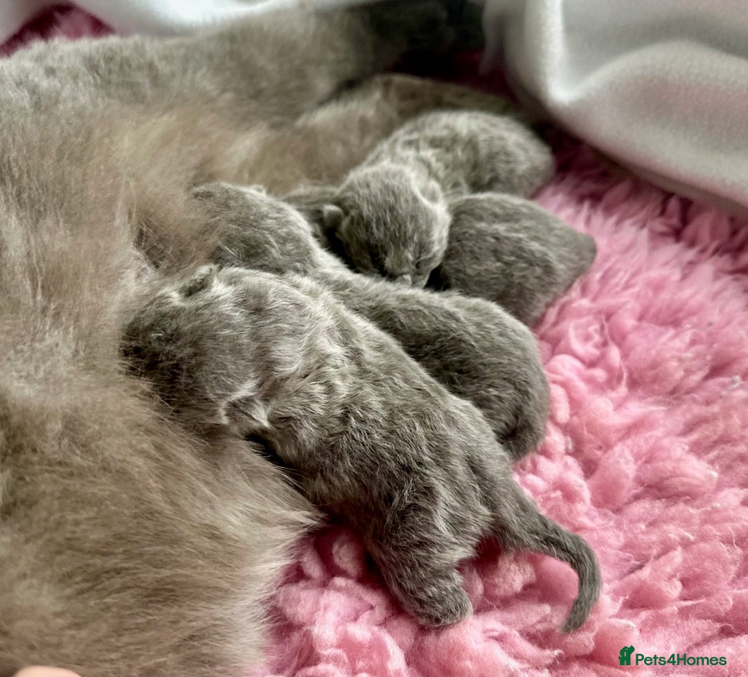 British Longhair cats for sale: British Blue Boys Available x 3 - Image 4