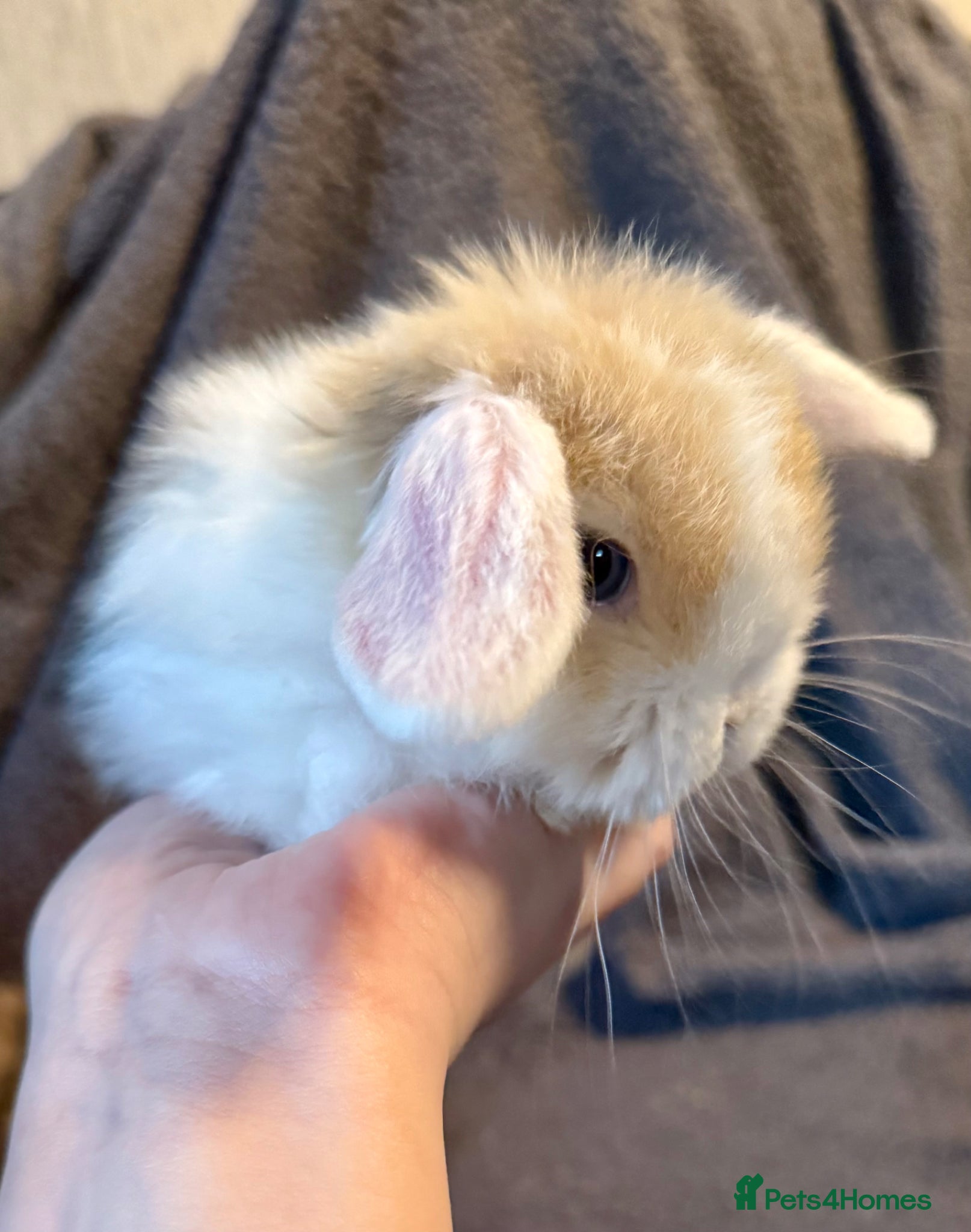 Mini Lop rabbits Mini lop baby rabbits  - Advert 2