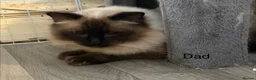 Ragdoll cats for sale: Beautiful Ragdoll Kittens for sale (REDUCED) - Advert 23