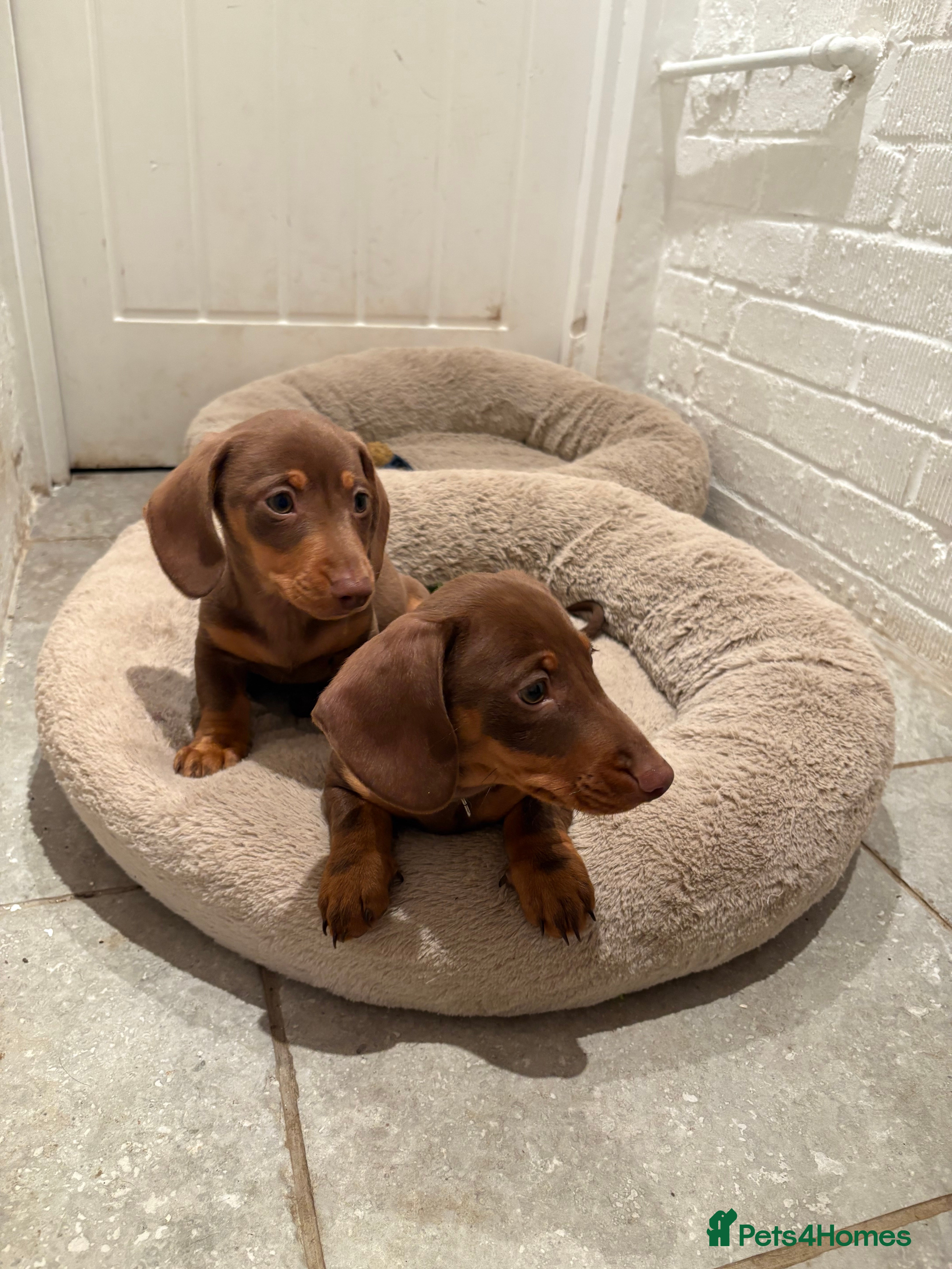 Miniature Dachshund dogs TWO BOYS LEFT Chocolate Mini Dacshunds London/Kent - Advert 6