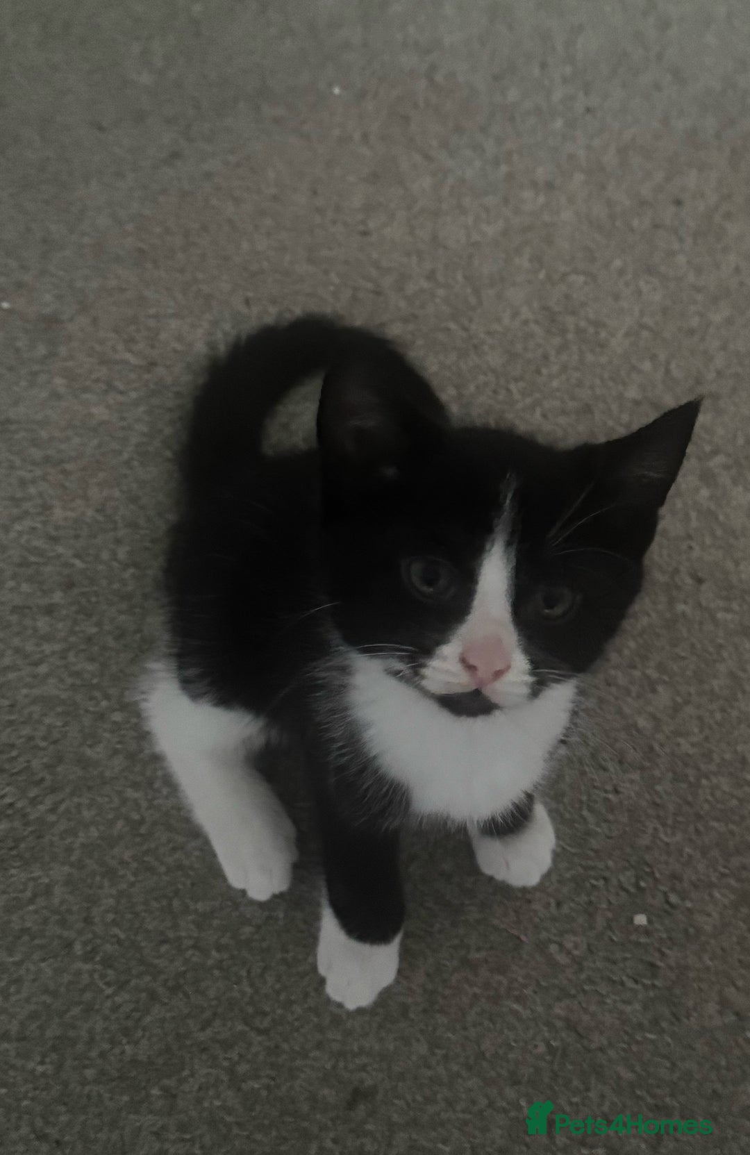 British Shorthair cats for sale: British short hair kitten  - Advert 3