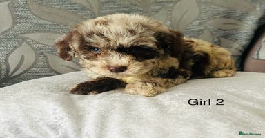 Cavapoo dogs - Advert 1