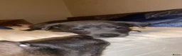 Mixed Breed dogs for sale: One grey husky mix and two black husky mix’s in Kirkcaldy - Advert 2