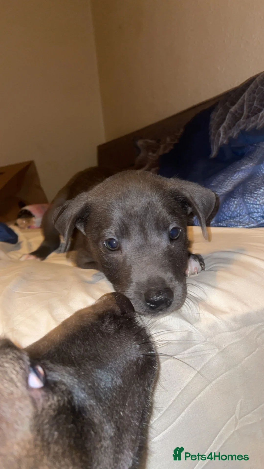 Mixed Breed dogs for sale: One grey husky mix and two black husky mix’s in Kirkcaldy - Advert 2