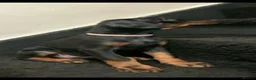 Dobermann dogs for sale: Royal KC Doberman puppies  - Advert 7