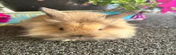Lionhead rabbits for sale: 🦋Pure breed Teddy lionheads 🦋 - Advert 21