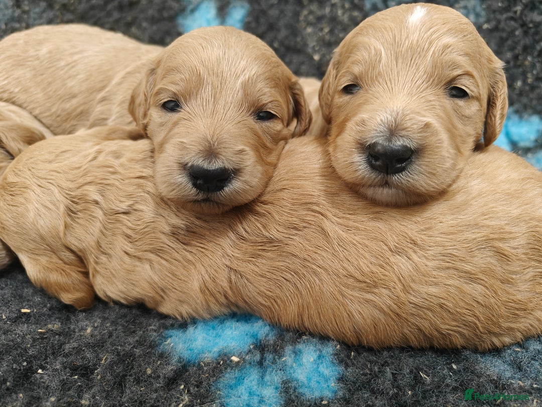 Goldendoodle dogs for sale: Miniature Goldendooles - Image 4