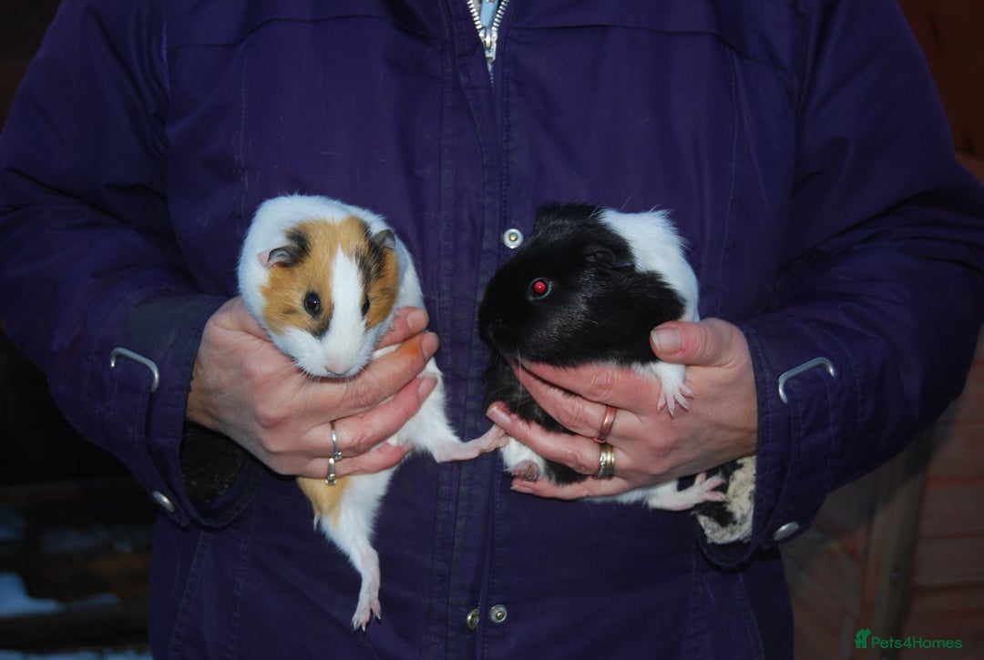 Guinea Pig rodents for sale: Young Sow Guinea Pigs - Advert 2
