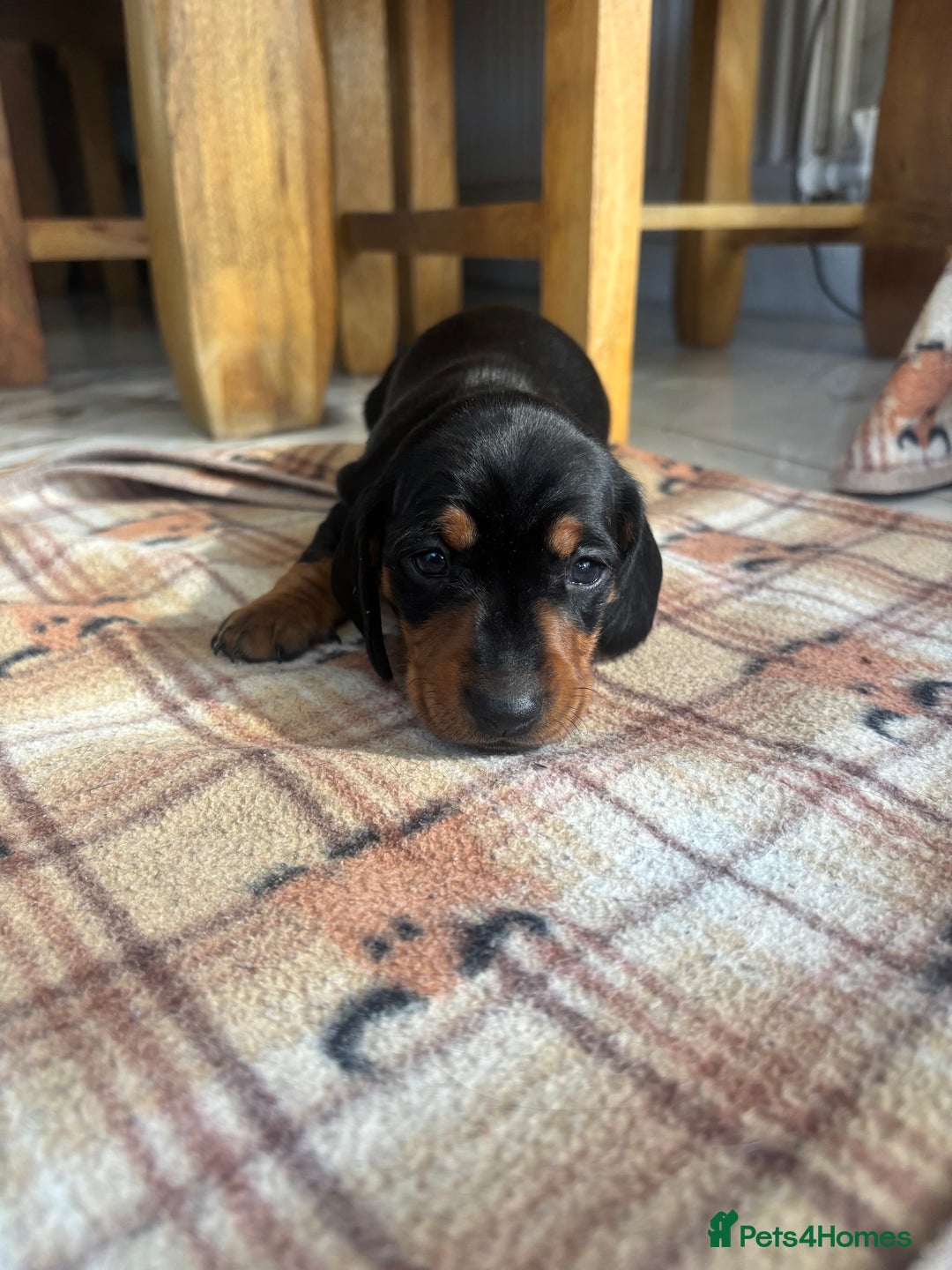 Dachshund dogs for sale: Dachshund Puppies for sale  - Image 9
