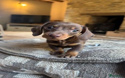 Miniature Dachshund dogs for sale: KC champ lines miniature smooth dachshund puppies - Image 4