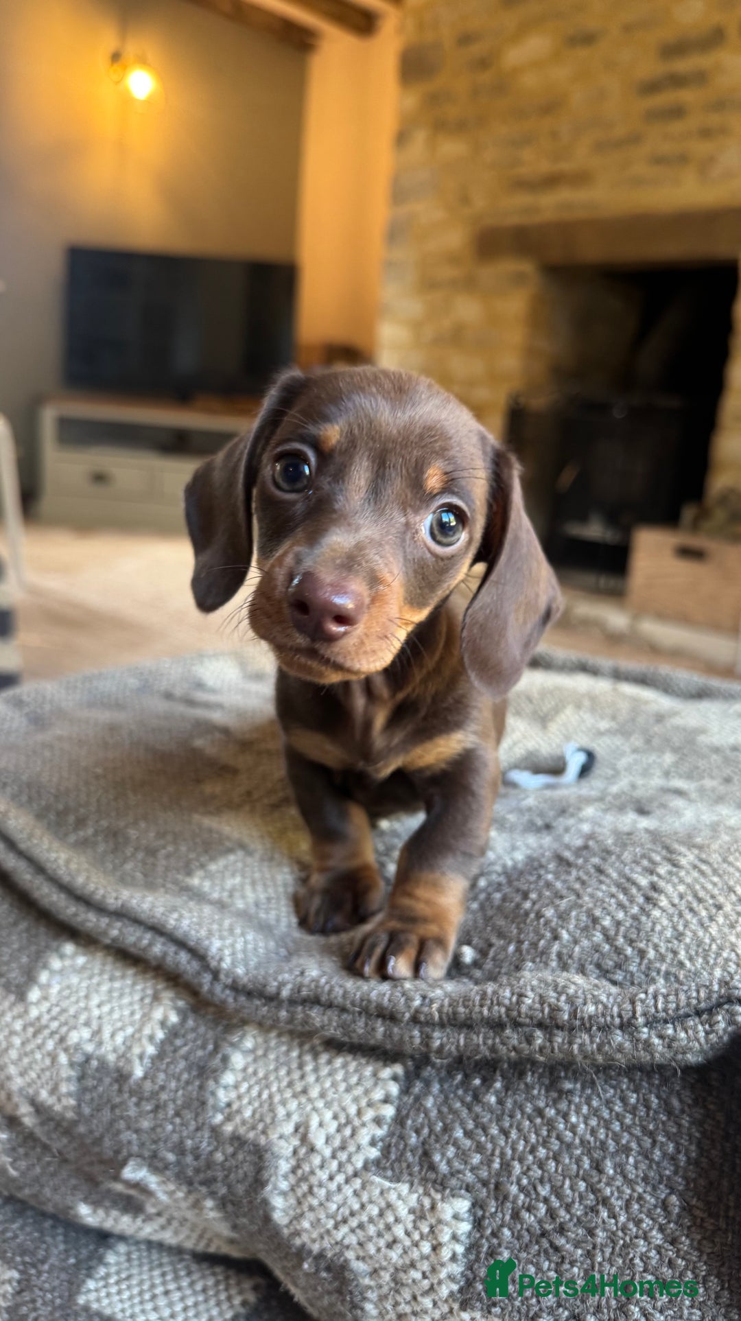 Miniature Dachshund dogs for sale: KC champ lines miniature smooth dachshund puppies - Image 4