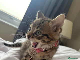 Bengal cats Female kitten called Luna - Advert 2