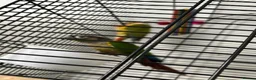 Conures birds for sale: Pineapple Conure/ Orange Sided Green Cheek Conure - Advert 4