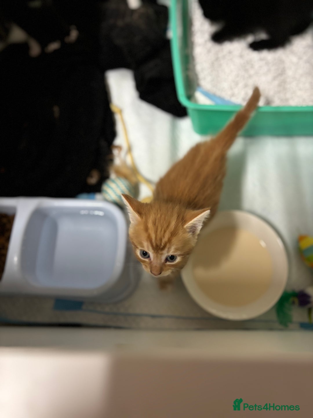 Bengal cats for sale: Bengal cross tabby kittens rare melanistic!!! - Image 4