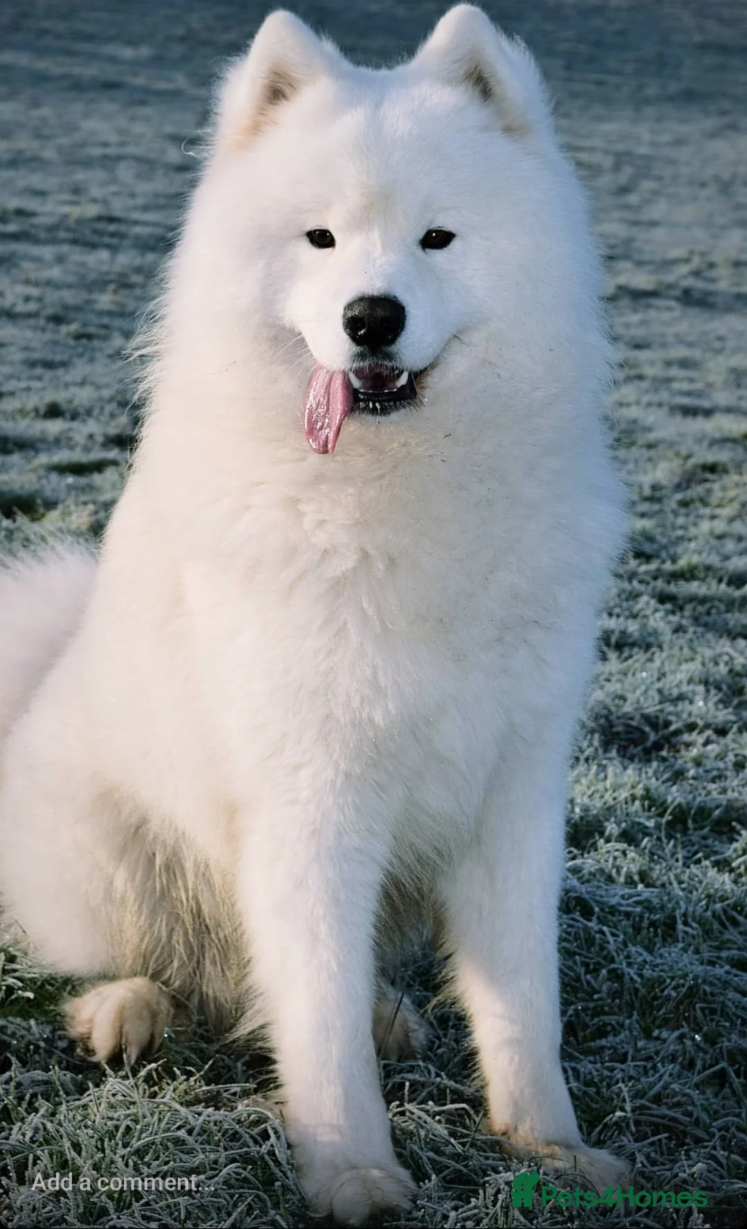 Samoyed dogs for stud: FULLY HEALTH TESTED KC Samoyed For Stud Champ Line - Advert 24