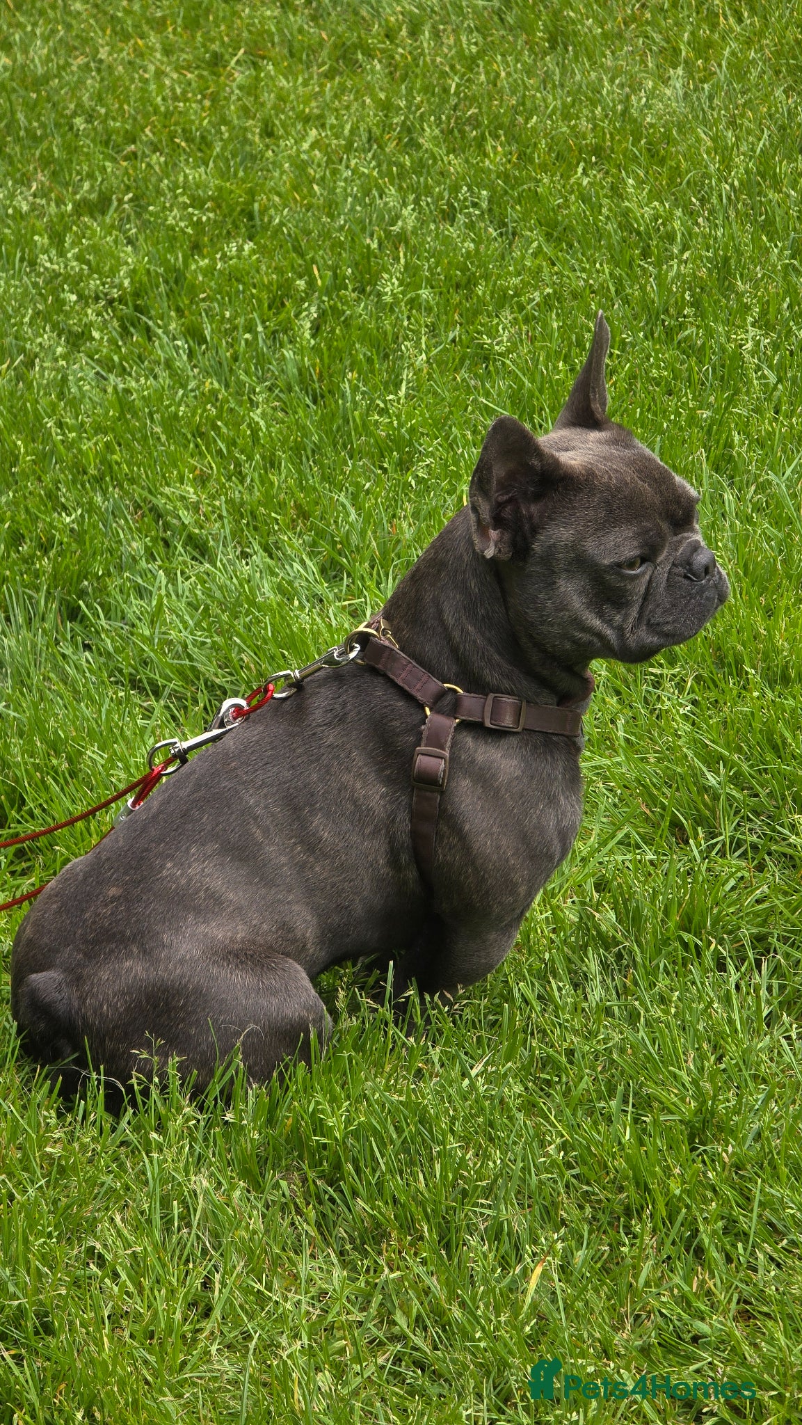 French Bulldog dogs for stud: French Bulldog for stud  - Advert 7
