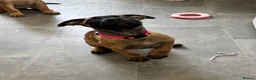 Mixed Breed dogs for sale: Dutch Herder X F1 Bull Herder puppies - Advert 5