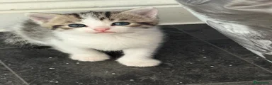 Domestic Shorthair Kitten 1