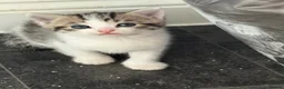 Domestic Shorthair cats for sale: Silver and white Tabby boy  - Advert 1
