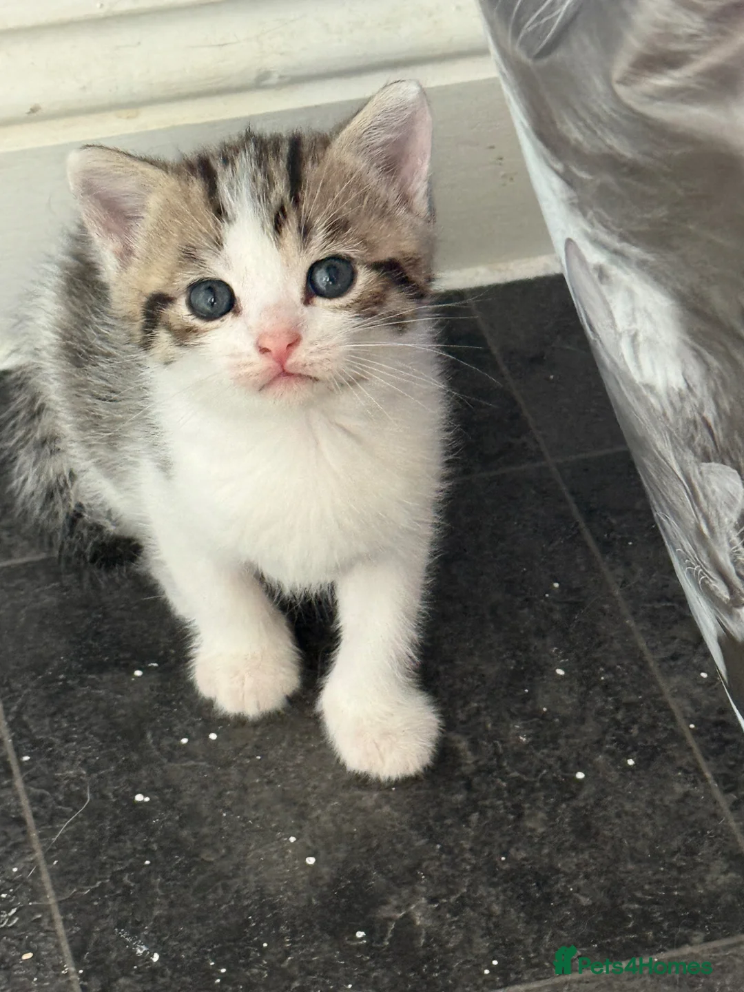 Domestic Shorthair cats for sale: Silver and white Tabby boy  - Advert 1